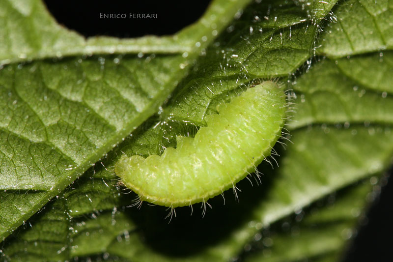 Neoglanis cf. brucki (Curculionidae) - metamorfosi